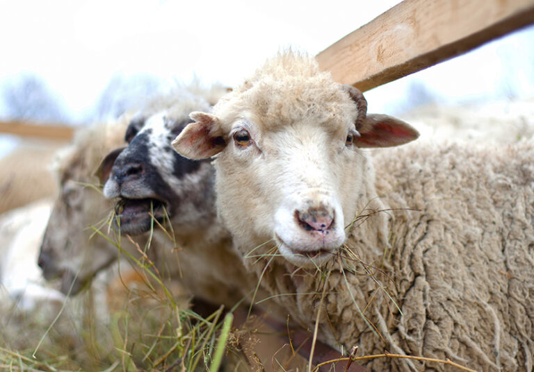 Byre Sheep eating grass and hay with the flock on a rural farm