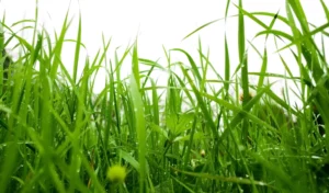 Närbild vallgräs