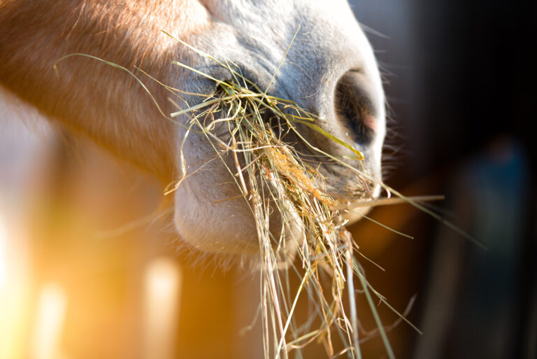 Horse eating grass