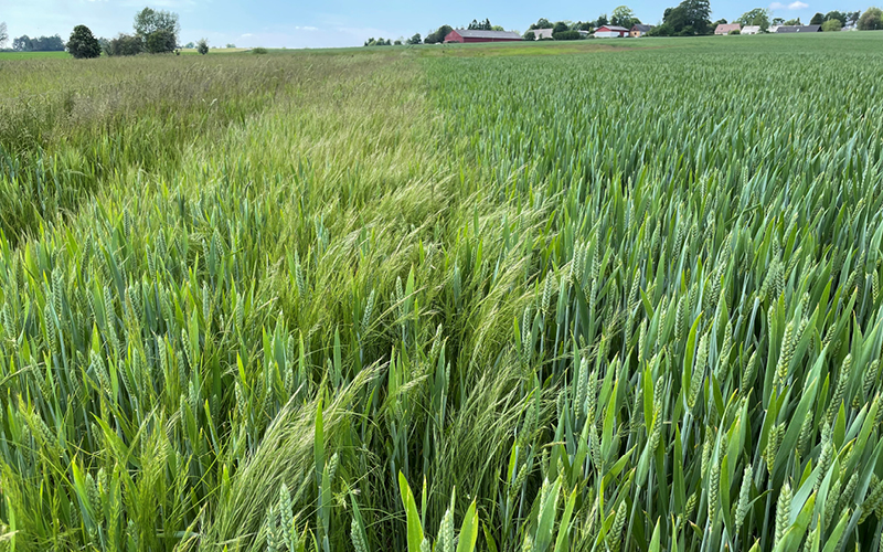 Förebygg gräsogräs - Råttsvingel i höstvete