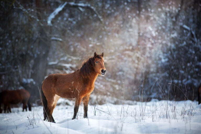 Bay horse standing in snow