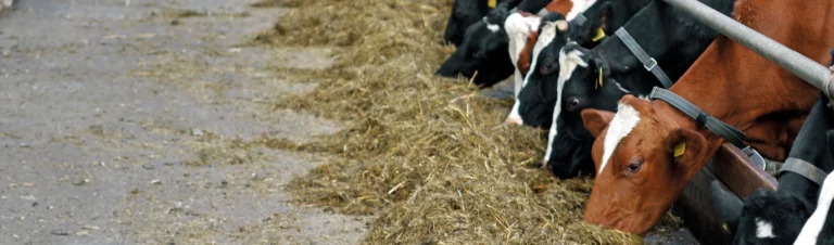 Kossor som äter ensilage