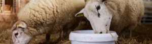 Ett får i ett stall som slickar i sig tillskott från en stor burk. I bakgrunden syns ett till får.