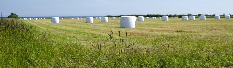 Ensilagebalar på fält