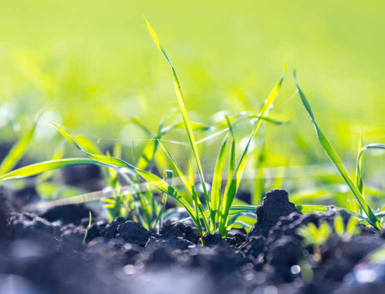 Fresh, green and fertile agriculture plants, grass