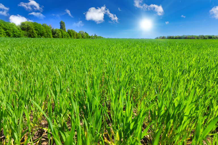 Wheat field