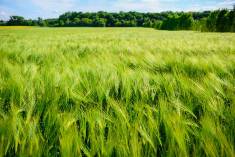 landscape of barley field in early summer