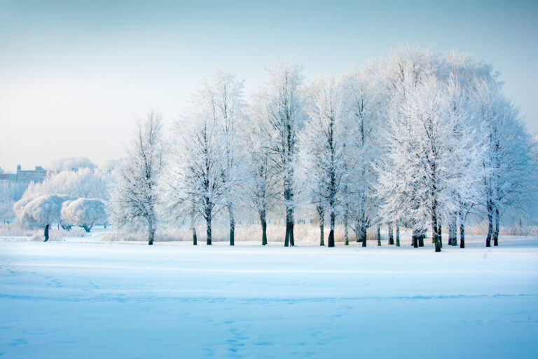 Winter trees