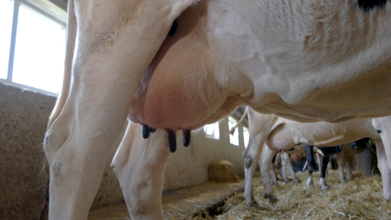 Big udder of a cow