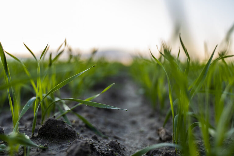 Close up young wheat seedlings growing in a field. Green wheat growing in soil. Close up on sprouting rye agriculture on a field in sunset. Sprouts of rye. Wheat grows in chernozem planted in autumn