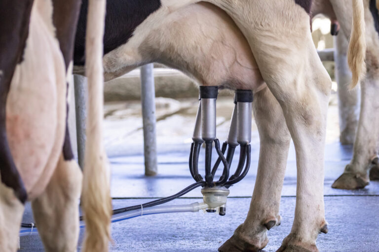 Image of cow milking facility, Milking cow with milking machine