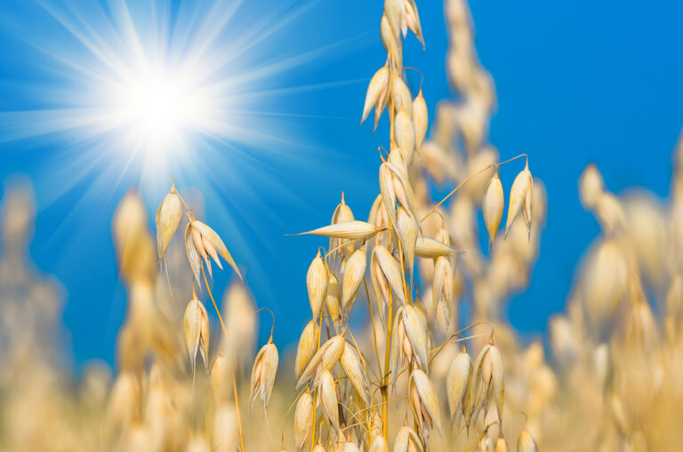 golden ear of oats against the blue sky and sun