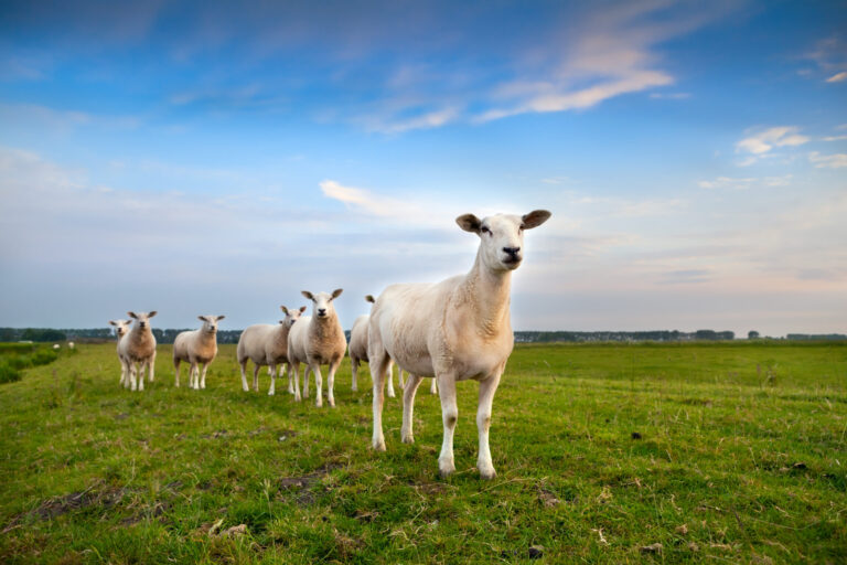 sheep herd on pasture