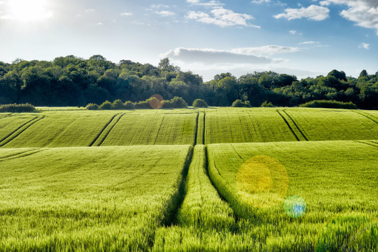 Wheat Field