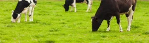 Kor äter gräs i grön hage.