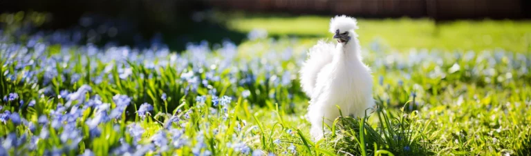 Vacker höna på blomsteräng