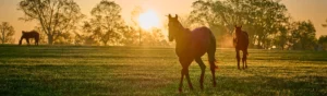 Hästar-i-solnedgång-i-en-hage