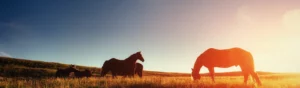 Hästar-i-hage-solnedgång