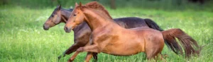 Två galopperande hästar i högt gräs