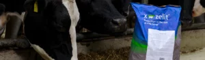 En svartvit ko luktar nyfiket på en påse av tillskottet X-Zelit.