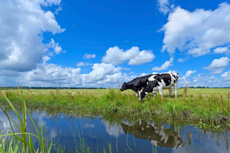 Holstein-vid-a-iStock_000044008110_Large