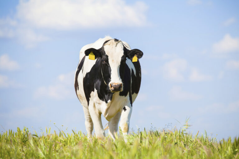 Cow at countryside in spring