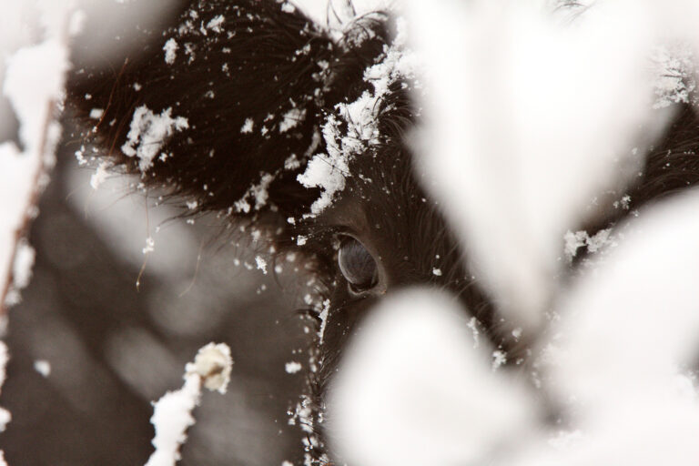 Calf resting in snow covered bushes