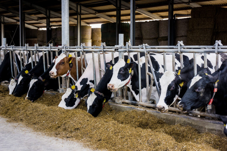 Cows in a farm