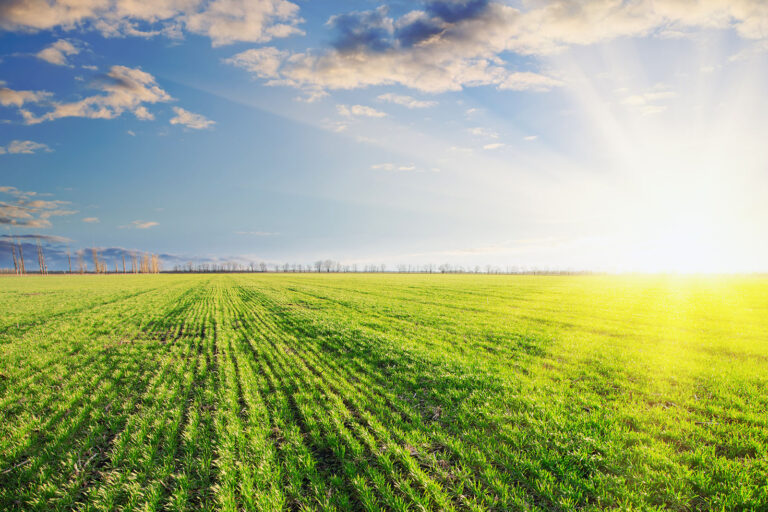 green barley in sunset