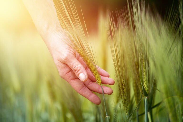 Cornfield in spring: Farmer hand is touching green wheat ears