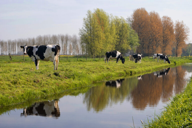 Cows along a ditch