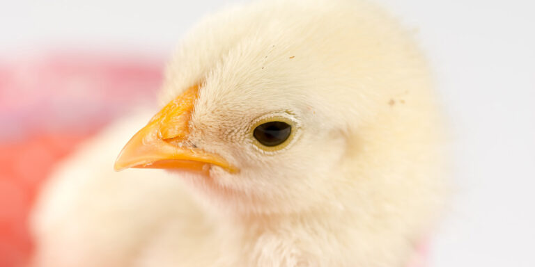 Little white baby chicken isolated over white background