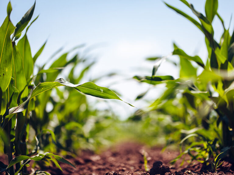 Corn Field