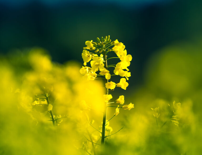 Beautiful yellow canola flowers blooming in the field in spring. Cultivated rapeseed field