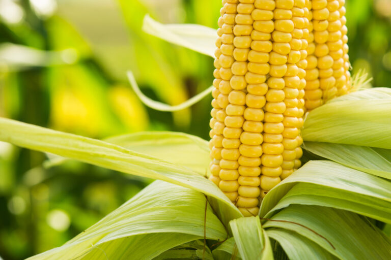 Closeup of fresh corn in a field