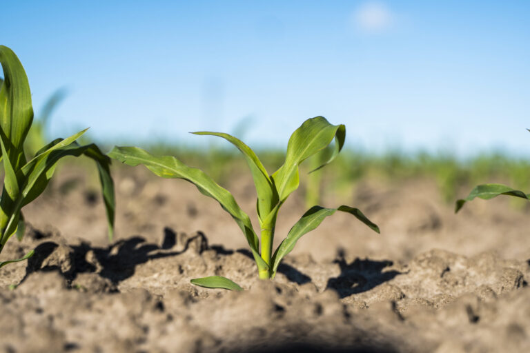 Fresh green sprouts of maize in spring on the field, soft focus. Growing young green corn seedling sprouts in cultivated agricultural farm field. Agricultural scene with corn's sprouts in soil