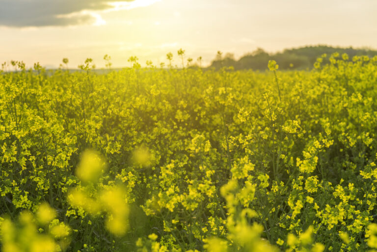 yellow rape field