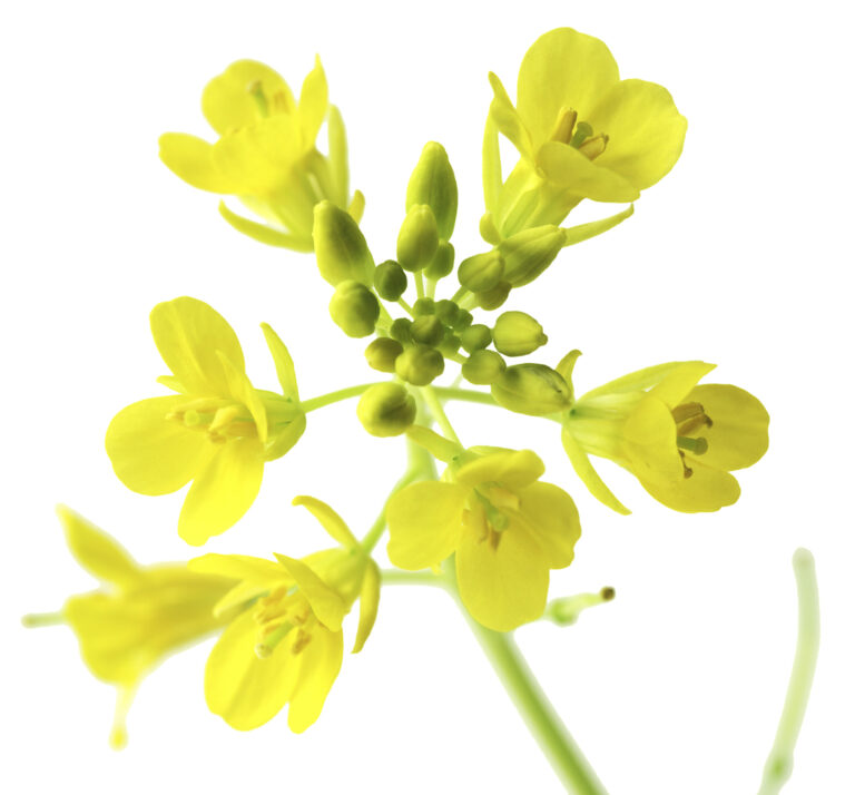 Rapeseed Macro