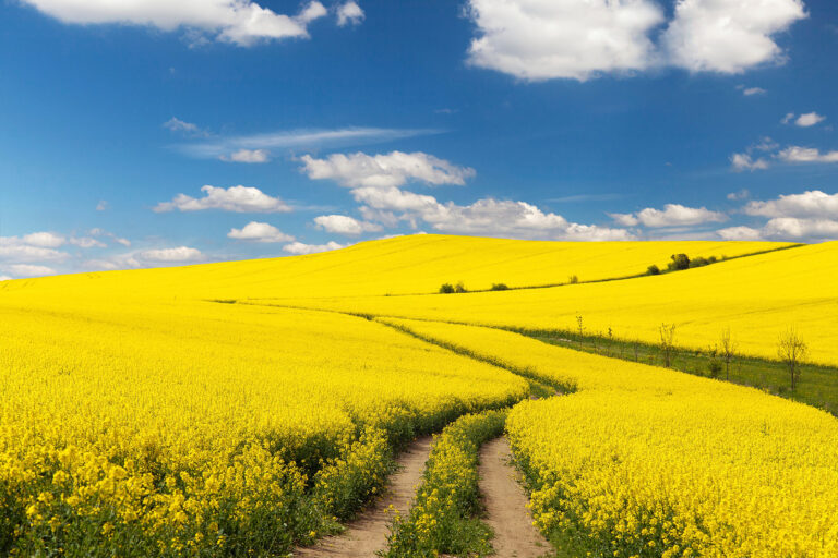 Field of rapeseed with rural road and beautiful cloud