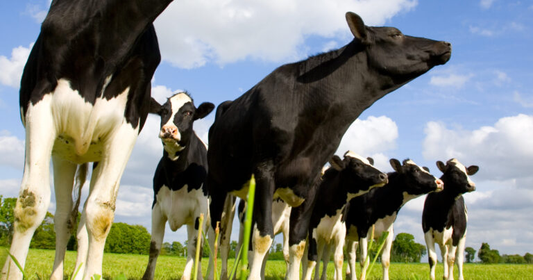 Holstein cows