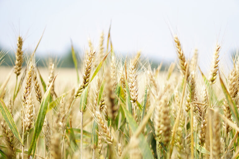 agriculture-arable-barley-bread-265242