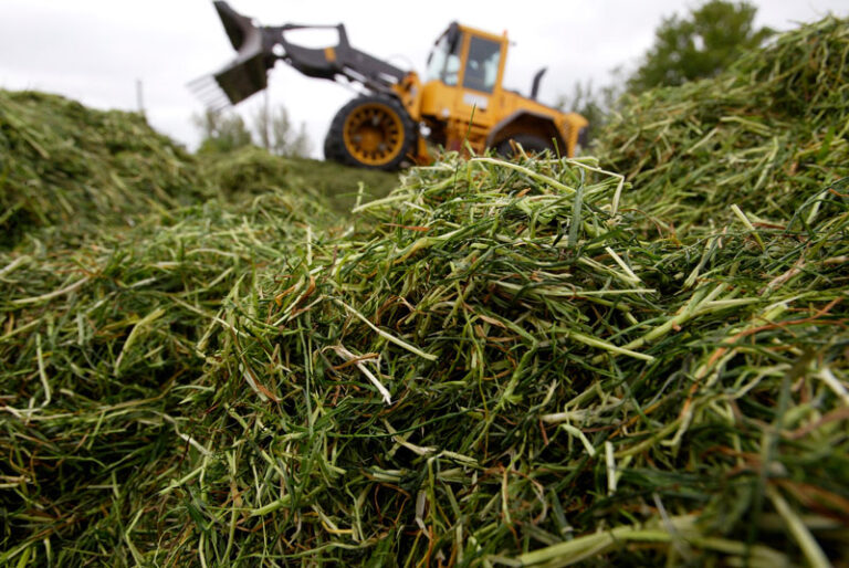 ensilage_COLOURBOX1257688-1