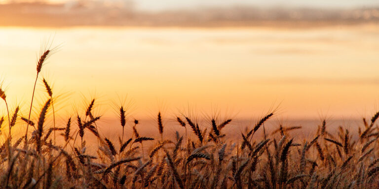 Palouse Skys