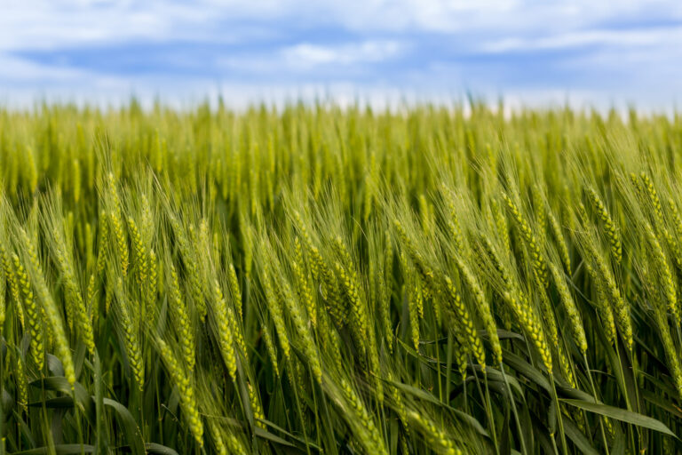 Green wheat field