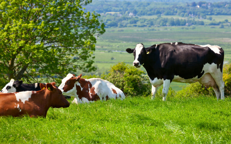 Friesian cattle