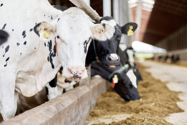 herd of cows eating hay in cowshed on dairy farm