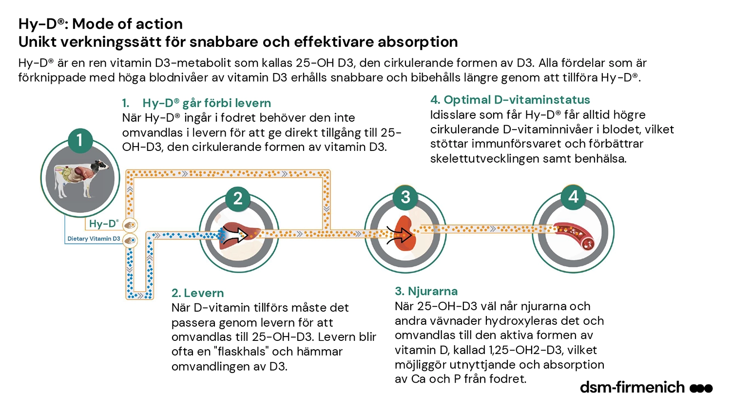 Illustration som visar hur Hy-D fungerar